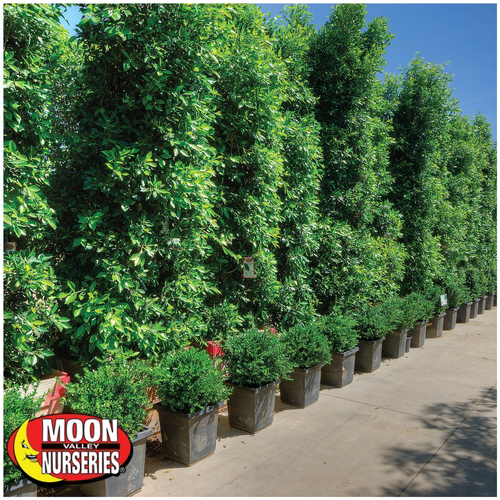 AZ Tree of The Week Indian Laurel Column